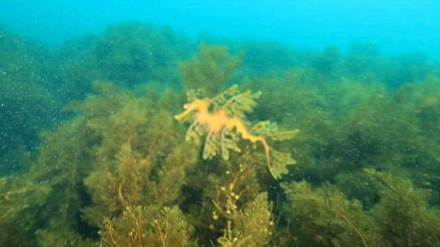 Leafy Seadragon Swimming Through Seaweed