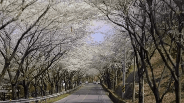 벚꽃이 늘어선 아름다운 도로