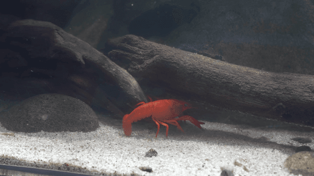 Red crayfish in aquarium.