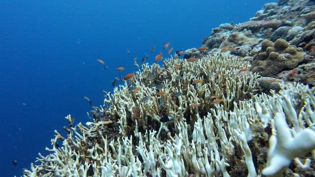 Colorful fish swimming around coral reefs