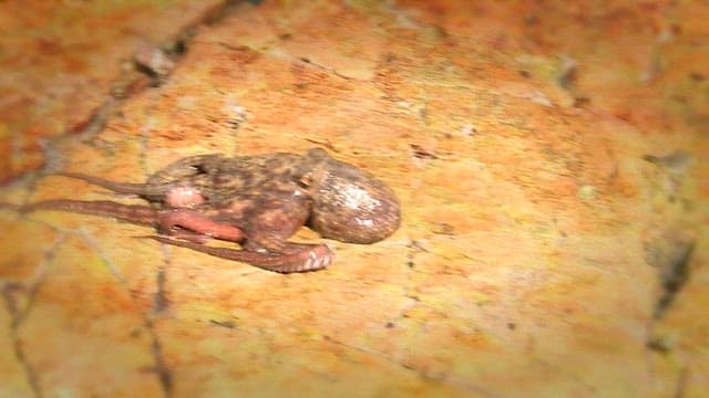 바위 위를 기어가는 문어 한 마리