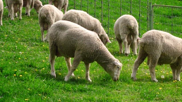 Sheep grazing in a lush green pasture in the afternoon.