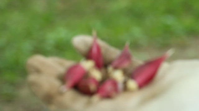 붉은 양파 구근을 들고 있는 손