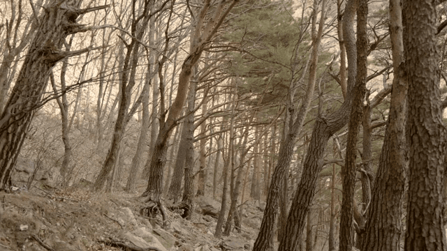 키 큰 나무가 있는 고요한 숲