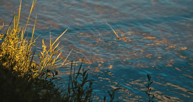 햇빛 속 물가의 풀