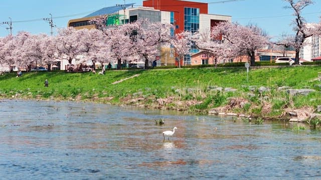 봄날 벚꽃이 핀 강과 왜가리
