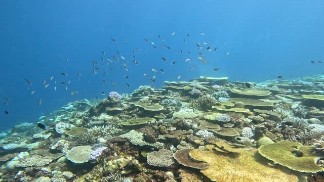 Colorful coral reef with swimming fish