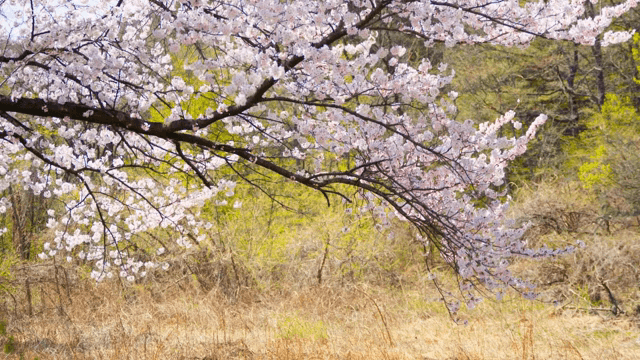 봄에 만개한 벚꽃