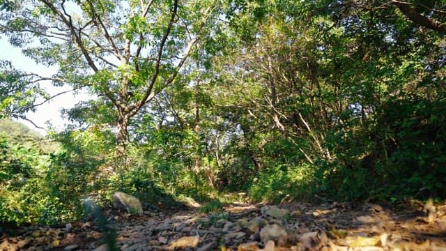 Dense forest path with sunlight shining on it