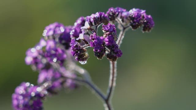 보라색 라일락꽃에 맺힌 아침 이슬 클로즈업