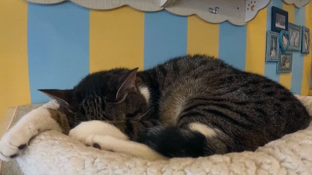 실내에서 아늑한 침대 위에 잠자는 고양이