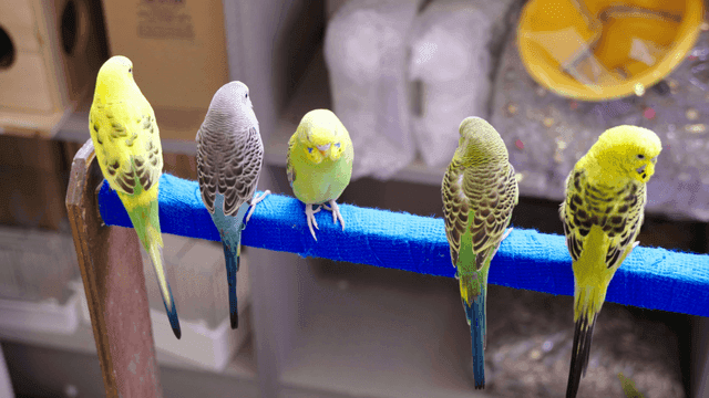 횟대에 모여 앉아 있는 다채로운 앵무새들