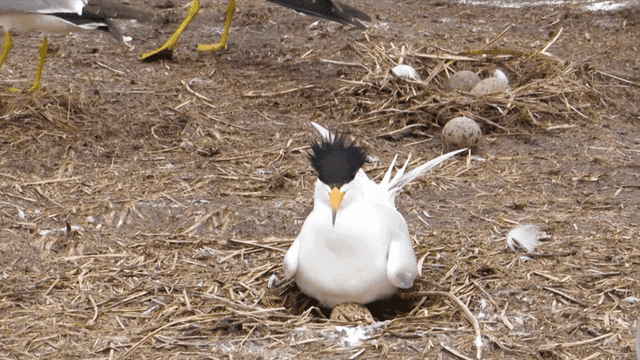 Nest of tern incubating eggs