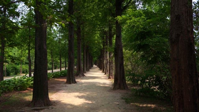 Forest path with tall trees on a sunny day