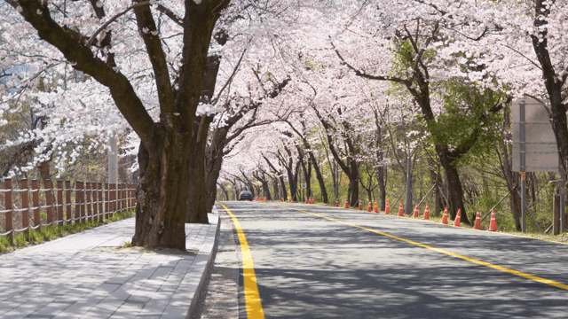 조용한 도로를 따라 핀 벚꽃