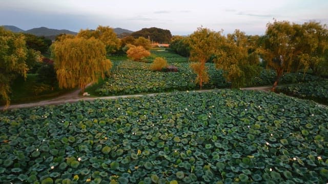 산책로가 있는 넓은 연꽃밭