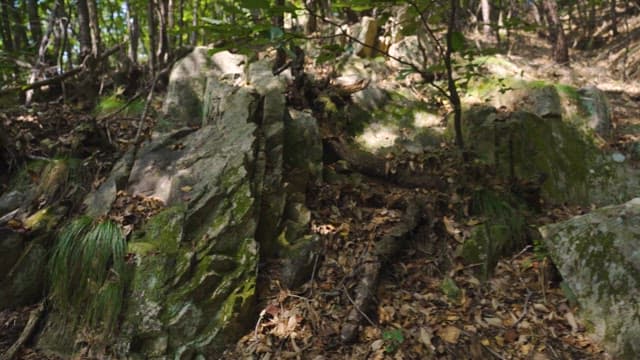 나무들 사이로 햇빛이 비치는 산책로