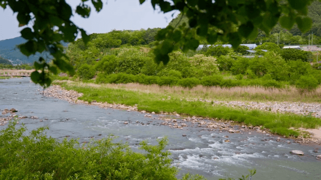 푸른 숲을 흐르는 고요한 강