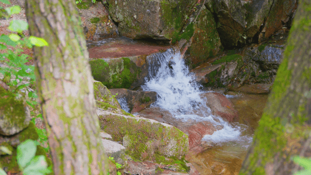 Small clear valley stream in forest
