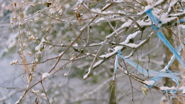 Tree branches covered in white snow on a cold winter day