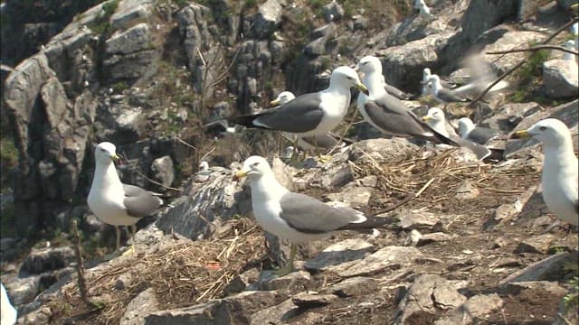 Seagulls Nesting on Rocky Cliffs