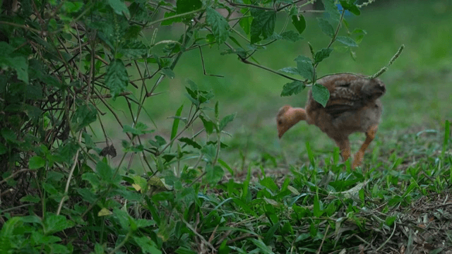 잔디밭을 걷는 닭