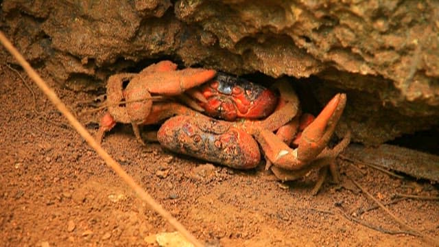 Red Crab Wandering in a Natural Habitat