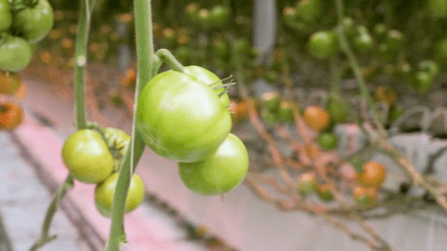 온실에서 자라는 녹색 토마토