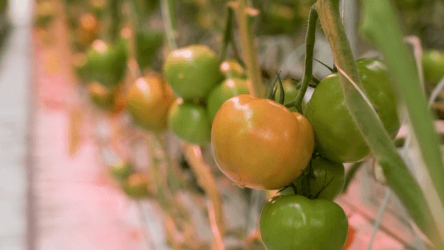 온실에서 익어가는 토마토
