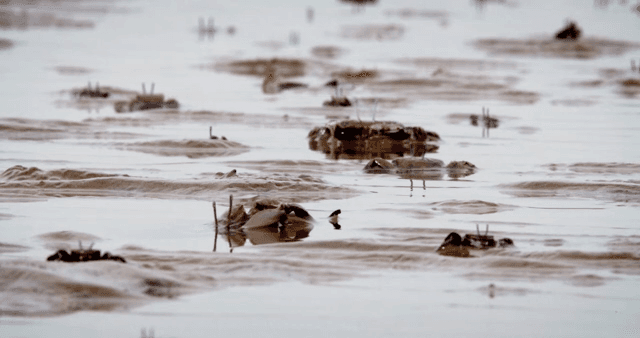 Crabs moving on a muddy shore