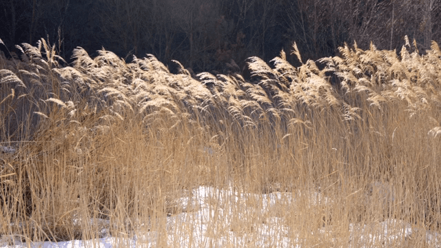 겨울 바람에 흔들리는 황금 갈대