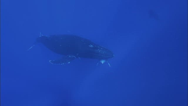 Humpback Whale Swimming in the Deep Blue Sea