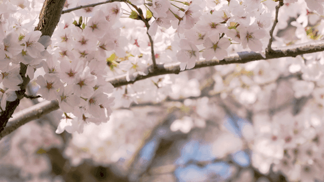 Cherry blossoms in full bloom on tree branches