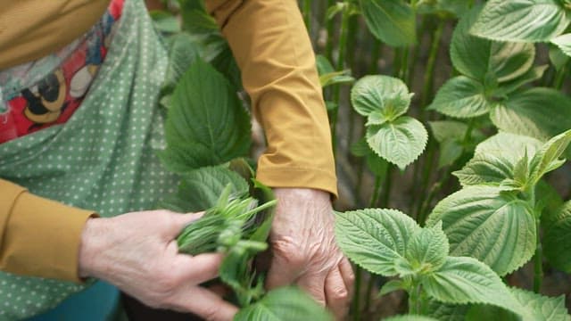 Person harvesting fresh green perilla leaves in the garden