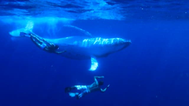 Divers Swimming Close to a Majestic Whale