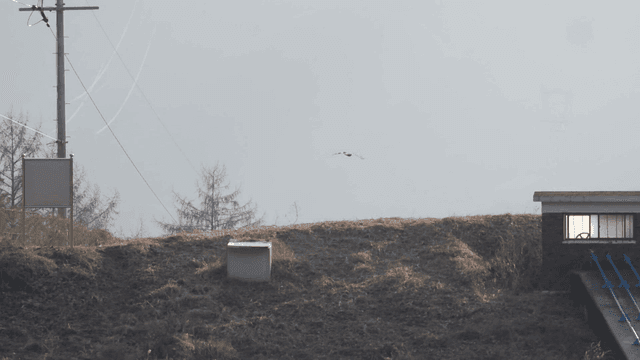 Bird flying over a rural landscape