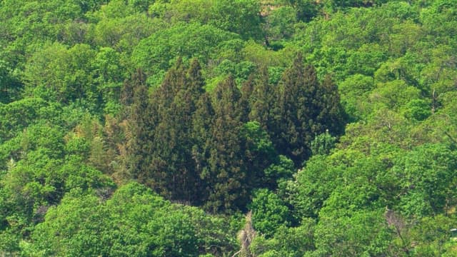 Dense green forest with tall trees