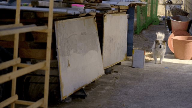 골목길에 서서 짖고 있는 개