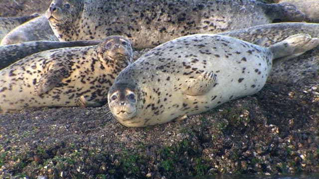 Seals resting on a rocky shore on a sunny day.