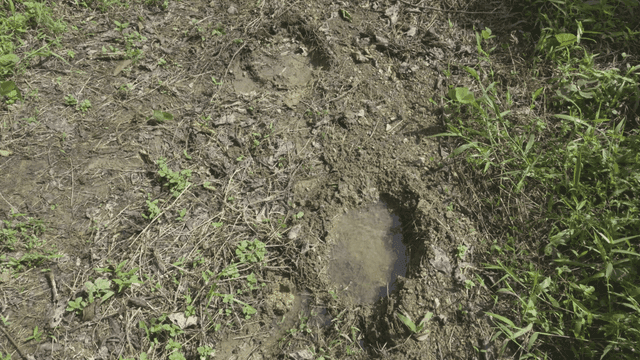 Muddy footprints on a forest path