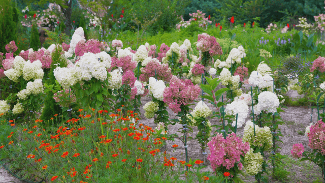 Garden with various blooming flowers