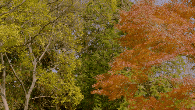 Colorful autumn trees in a forest