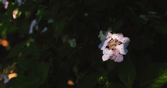 Pink hydrangea flowers in the shade