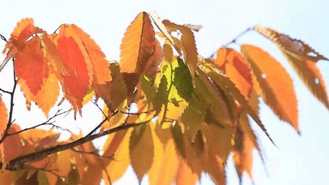 나뭇가지에 있는 형형색색의 가을 잎