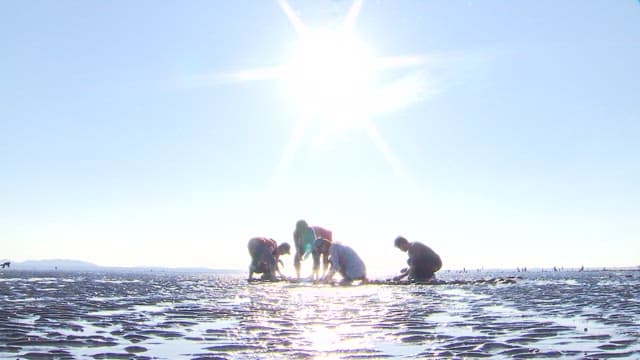 People Collecting Cams on a Mudflat on a Sunny day