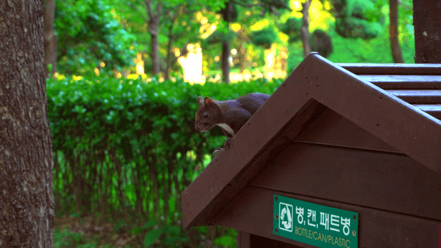 공원 나무 구조물 위의 다람쥐