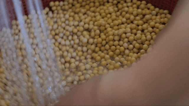 흐르는 물에 콩을 씻는 손