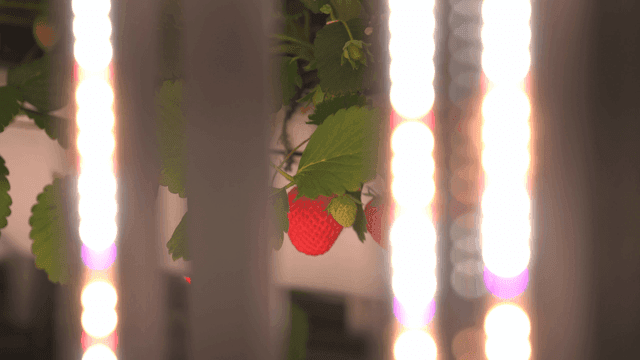 Smart farm growing strawberries with LED lights