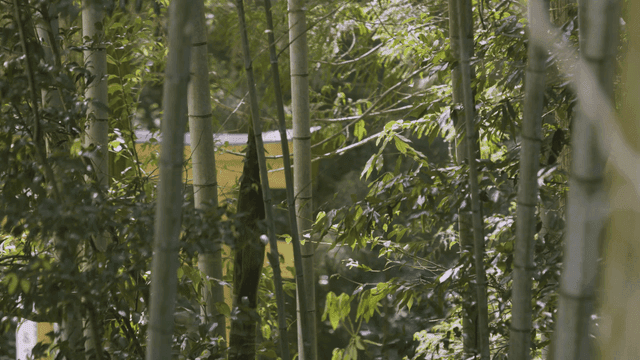 햇빛이 비치는 대나무 숲