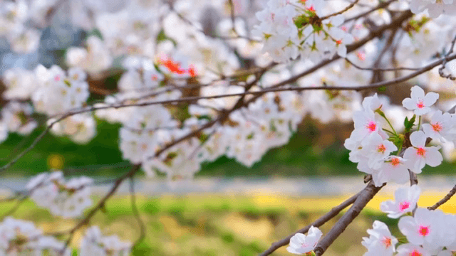 Cherry blossoms in full bloom by a walkway